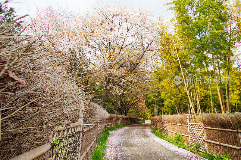 日本的春色/竹林，乡间小路，樱花盛开